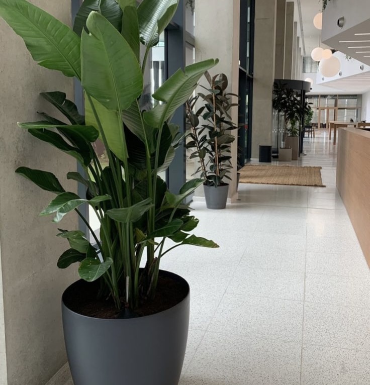 grande plante dans un pot noir